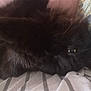 cat, black_cat, fluffy, fur, eye, bed_sheet, striped, pink_curtain, fabric, patterned, sleepy, cozy, indoor, pet, animal, close_up, resting, whiskers, soft_light, relaxed