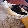 black_cat, cat, pet, furry, bed, blanket, wicker_basket, floor, tile_floor, chair, office_chair, table, wooden_table, indoor, cozy, relaxed, animal, domestic_animal, home, furniture
