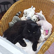 Mimoune participe au concours pour gagner de l'argent avec cette photo : black_cat, cat, wicker_chair, stuffed_animals, plush_toys, indoor, pet, feline, cozy, relaxed, fur, animal, home, comfort, soft_toys, resting, cute, whiskers, paw, curious
