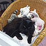 black_cat, cat, wicker_chair, stuffed_animals, plush_toys, indoor, pet, feline, cozy, relaxed, fur, animal, home, comfort, soft_toys, resting, cute, whiskers, paw, curious