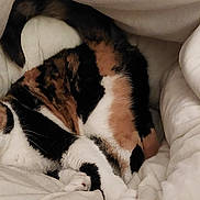 Duchesse a rejoint le concours — aidez-le/la à gagner de superbes lots ! cat, calico, blanket, basket, cozy, fur, pet, indoor, resting, sleepy, whiskers, soft, comfort, feline, animal, cute, relaxed, home, warm, snuggled