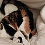 cat, calico, blanket, basket, cozy, fur, pet, indoor, resting, sleepy, whiskers, soft, comfort, feline, animal, cute, relaxed, home, warm, snuggled