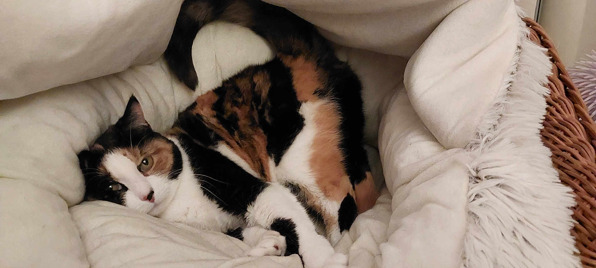 Duchesse