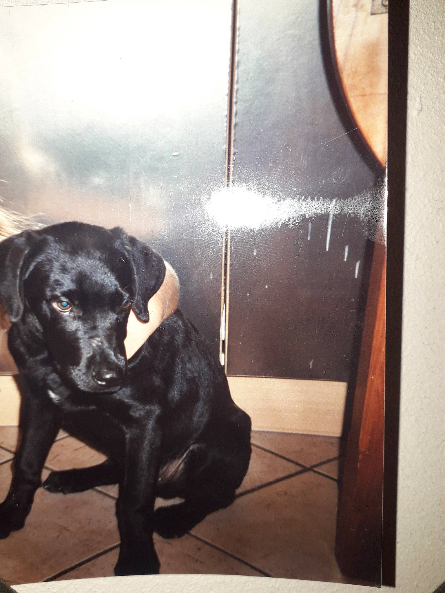 Charli participe au concours pour gagner de l'argent avec cette photo : black, cane_corso, canidae, carnivore, dog, dog_breed, great_dane, guard_dog, labrador_retriever, patterdale_terrier, pointing_breed, puppy, retriever, snout, sporting_group, tail, window