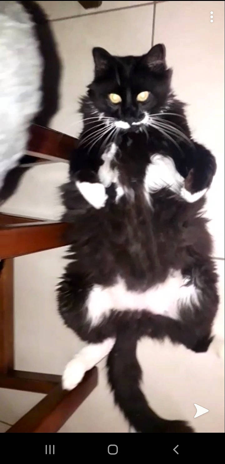 Félix a rejoint le concours — aidez-le/la à gagner de superbes lots ! black_and_white, black_cat, carnivore, cat, domestic_long_haired_cat, european_shorthair, felidae, fur, kitten, maine_coon, norwegian_forest_cat, paw, photography, polydactyl_cat, ragamuffin, siberian, small_to_medium_sized_cats, snout, tail, whiskers