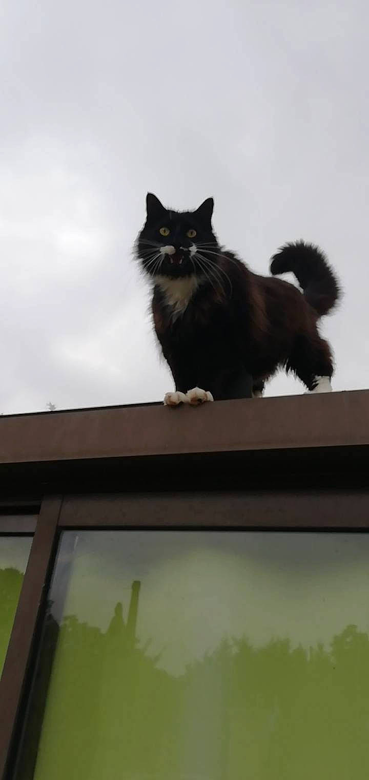 Félix participe au concours pour gagner de l'argent avec cette photo : black_cat, carnivore, cat, domestic_long_haired_cat, domestic_short_haired_cat, felidae, fur, maine_coon, norwegian_forest_cat, small_to_medium_sized_cats, tail, whiskers, window