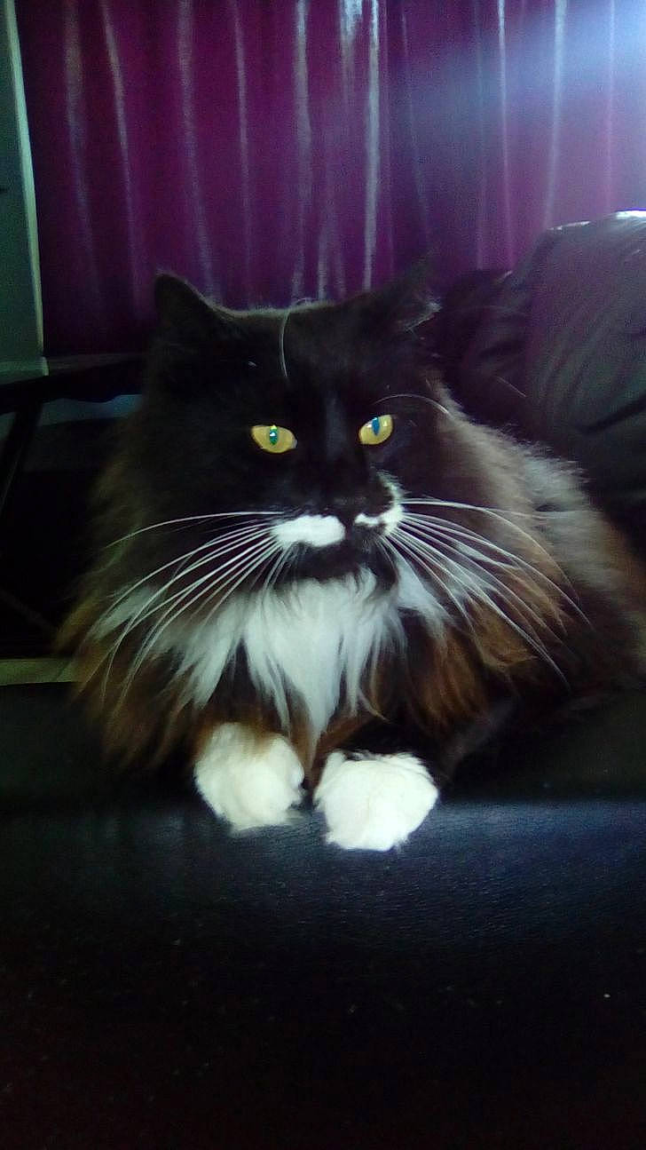 Félix a rejoint le concours — aidez-le/la à gagner de superbes lots ! black_cat, carnivore, cat, domestic_long_haired_cat, eye, felidae, fur, mammal, night, norwegian_forest_cat, persian, ragamuffin, sky, small_to_medium_sized_cats, snout, whiskers