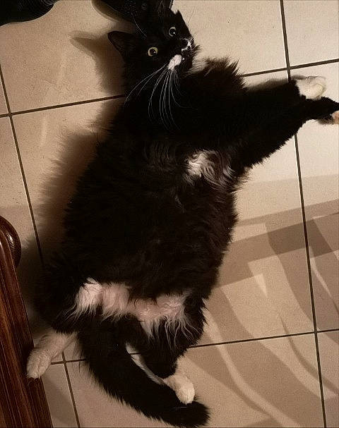 Félix participe au concours pour gagner de l'argent avec cette photo : black, black_and_white, black_cat, carnivore, cat, claw, domestic_long_haired_cat, ear, eye, felidae, fur, kitten, maine_coon, mammal, norwegian_forest_cat, small_to_medium_sized_cats, snapshot, snout, tail, whiskers