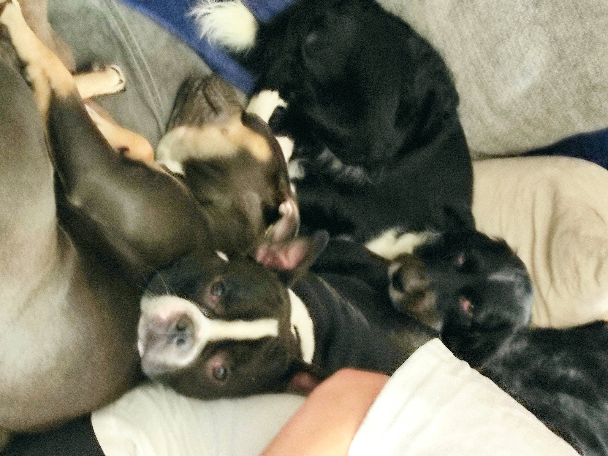 Tyson a rejoint le concours — aidez-le/la à gagner de superbes lots ! canidae, carnivore, comfort, companion_dog, couch, dog, dog_breed, fawn, fur, guard_dog, nap, non_sporting_group, puppy, sleep, snout, sporting_group, terrestrial_animal, toy_dog, whiskers, working_animal