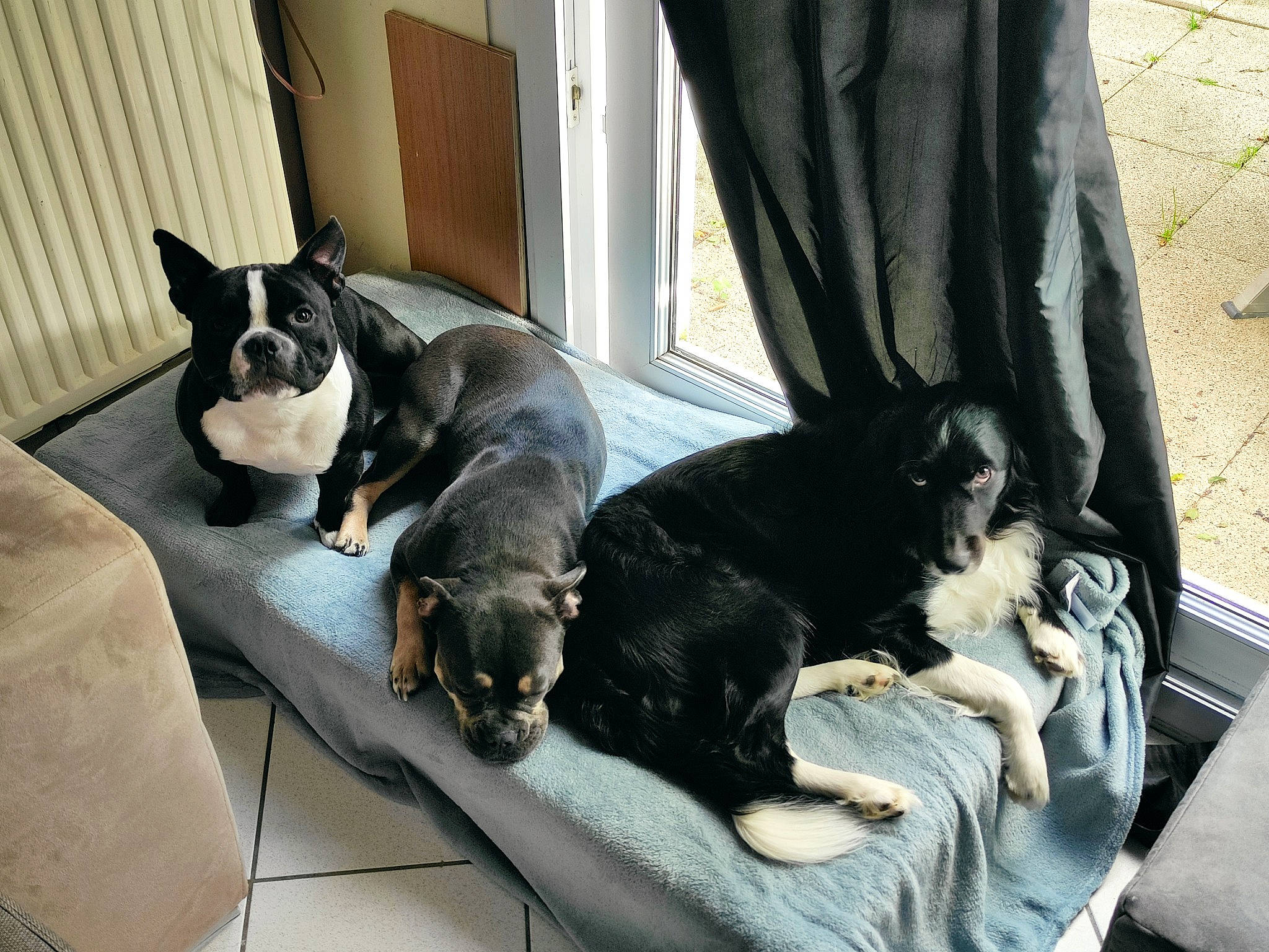 Tyson participe au concours pour gagner de l'argent avec cette photo : boston_terrier, canidae, carnivore, comfort, companion_dog, curtain, dog, dog_breed, fawn, guard_dog, house, mammal, sitting, snout, sporting_group, tail, toy_dog, vertebrate, window, working_animal