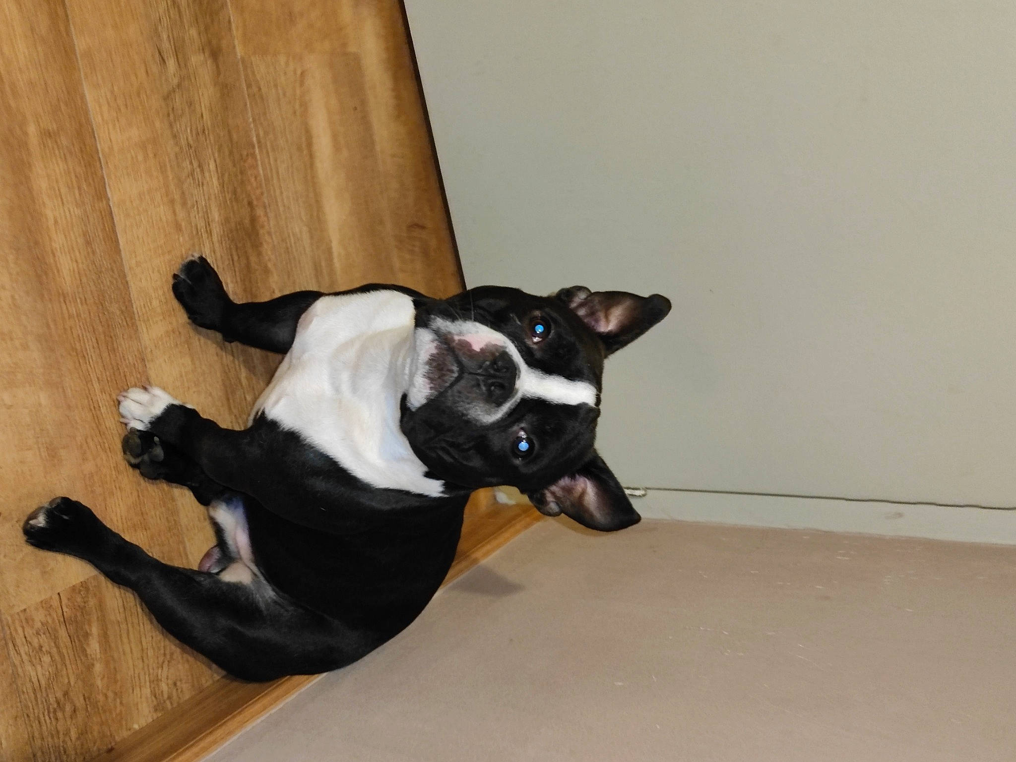 Tyson participe au concours pour gagner de l'argent avec cette photo : carnivore, collar, comfort, companion_dog, dog, dog_breed, dog_collar, dog_supply, fawn, floor, flooring, hardwood, paw, snout, tail, toy, toy_dog, whiskers, wood, working_animal