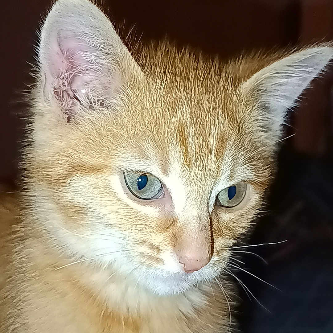 Lucky a rejoint le concours — aidez-le/la à gagner de superbes lots ! abyssinian, animal, cat, kitten, manx, pet, siamese