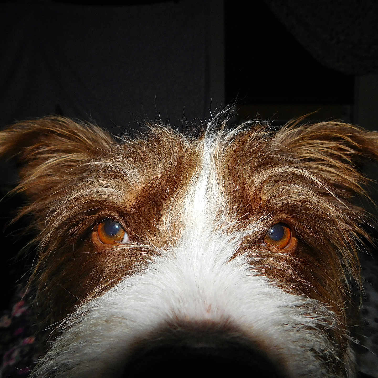 Agust is registered to the contest to win money with this photo: animal, brown_eyes, canine, close_up, companion, curious, dog, domestic_animal, ears, face, fluffy, fur, indoor, looking, muzzle, nose, pet, portrait, snout, whiskers