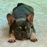 Oliver joined the competition — help win amazing prizes! dog, french_bulldog, puppy, lying_down, fluffy_blanket, indoor, pet, cute, ears, face, paws, resting, animal, canine, fur, adorable, looking_up, soft_texture, home, companion