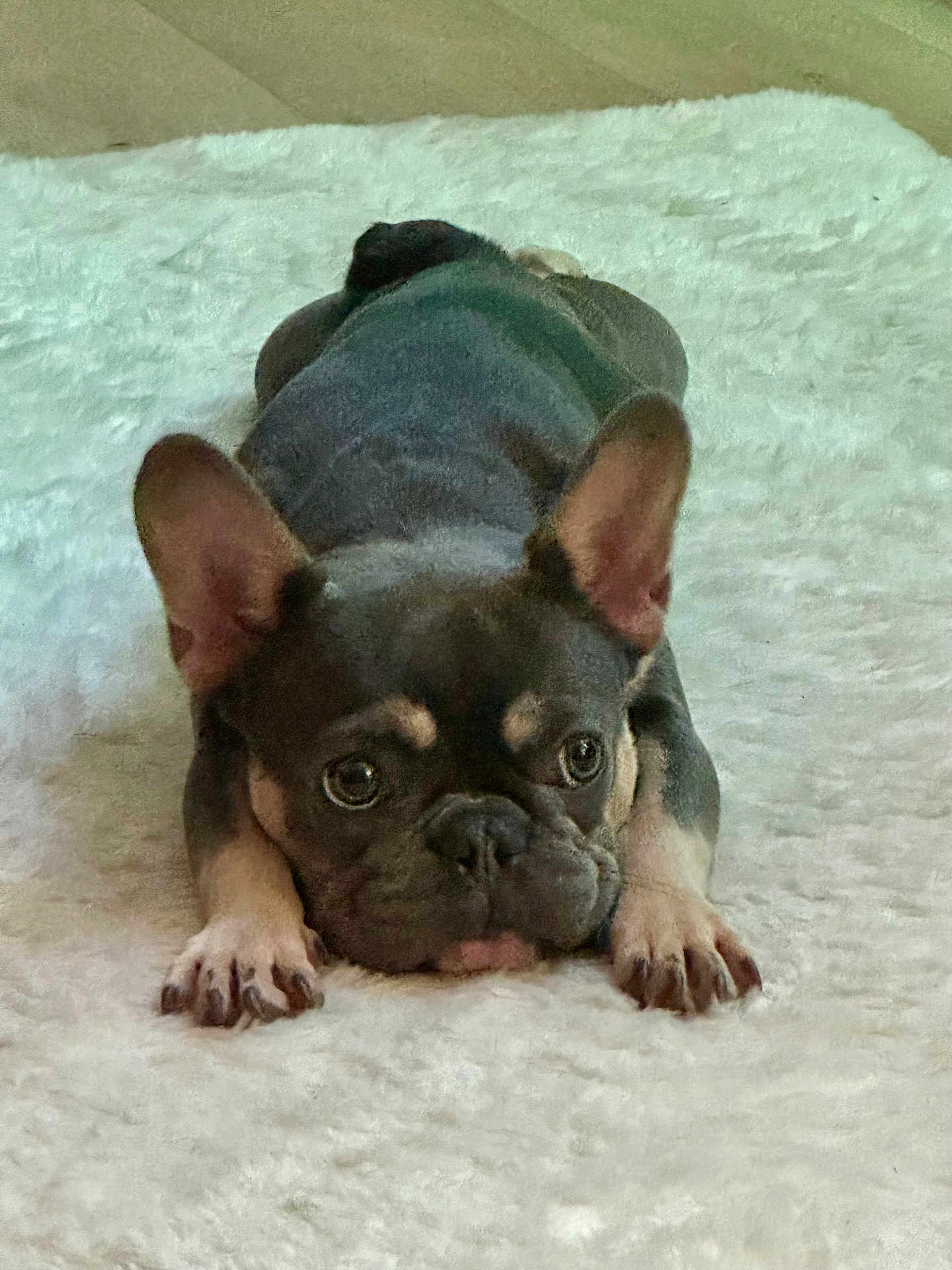 Oliver joined the competition — help win amazing prizes! dog, french_bulldog, puppy, lying_down, fluffy_blanket, indoor, pet, cute, ears, face, paws, resting, animal, canine, fur, adorable, looking_up, soft_texture, home, companion