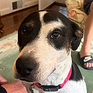 Pete is registered to the contest to win money with this photo: dog, pet, black_and_white, close_up, portrait, face, eyes, nose, collar, leash, sitting, indoors, home, person, chair, doorway, floor, rug, black, white