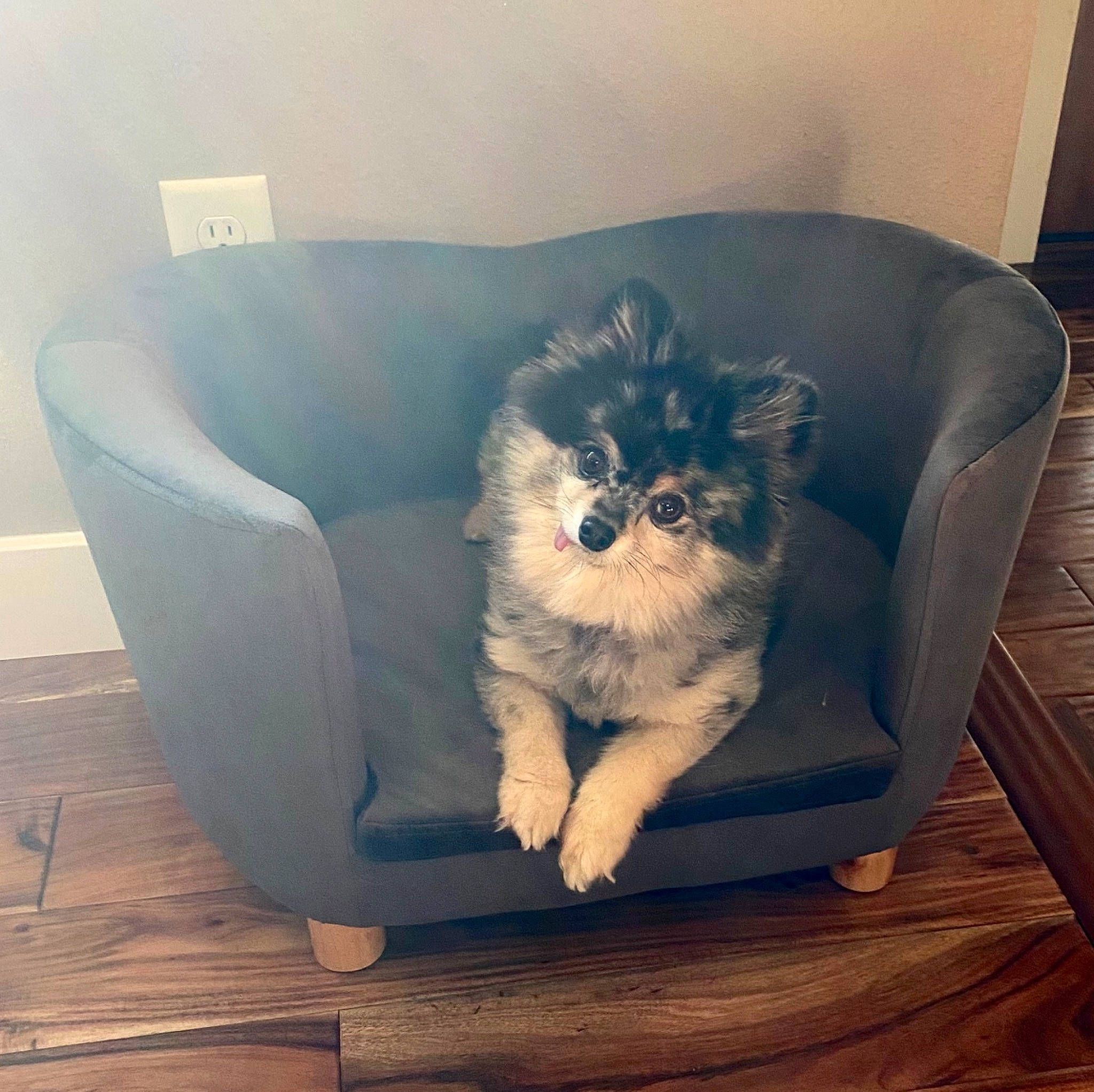 Dio joined the competition — help win amazing prizes! carnivore, cat, chair, comfort, companion_dog, couch, dog_breed, felidae, floor, flooring, fur, furniture, hardwood, laminate_flooring, sitting, small_to_medium_sized_cats, tail, toy_dog, whiskers, wood