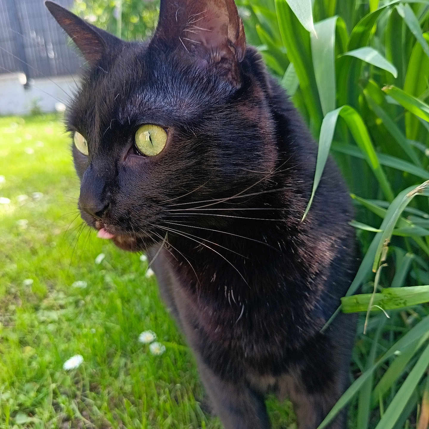 Lucius a rejoint le concours — aidez-le/la à gagner de superbes lots ! animal, black_cat, cat, close_up, curious, cute, feline, garden, grass, greenery, mammal, nature, outdoor, pet, plants, portrait, sunlight, tongue, whiskers, yellow_eyes