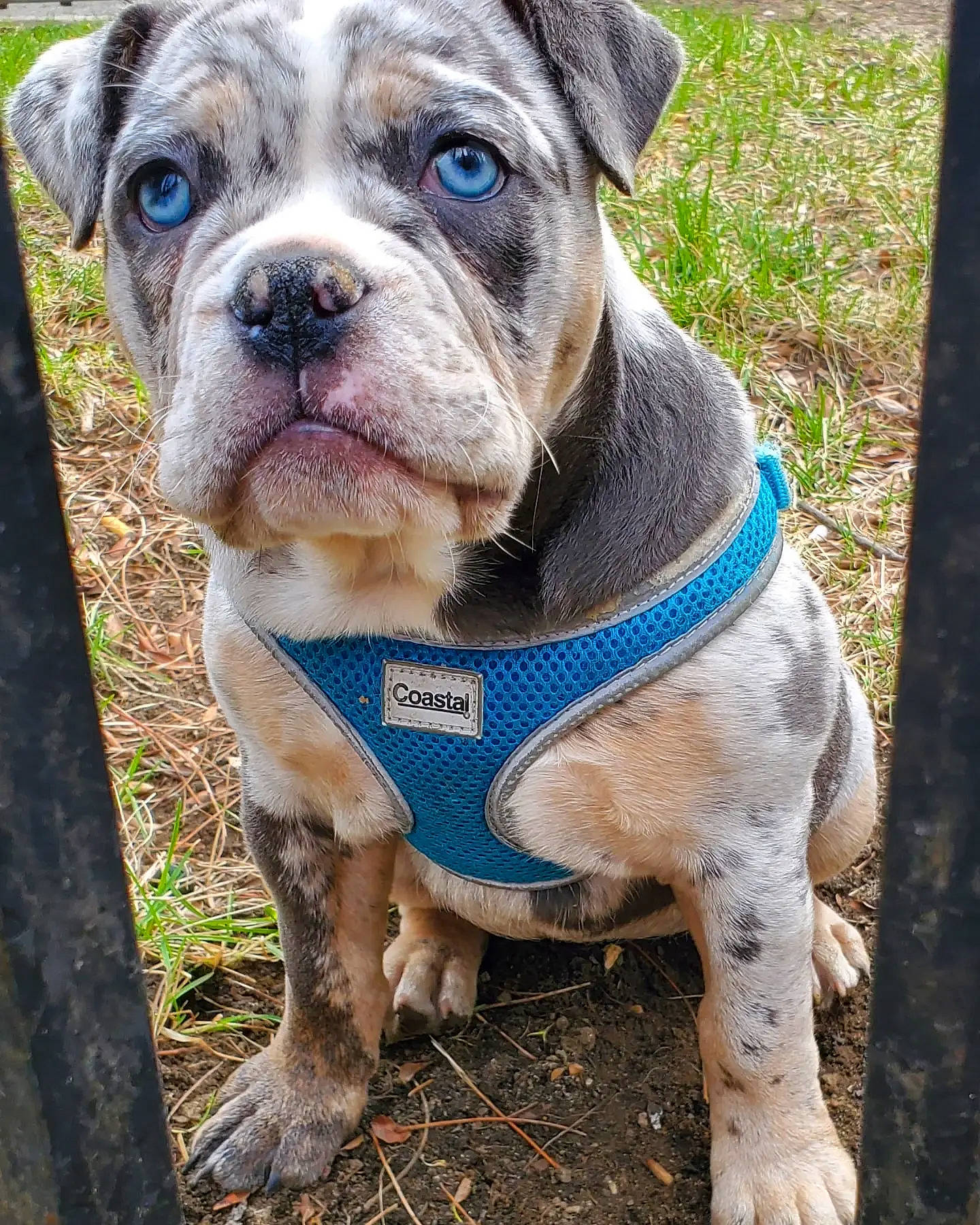 Harley is registered to the contest to win money with this photo: bulldog, carnivore, collar, companion_dog, dog, dog_breed, dog_collar, dog_supply, electric_blue, fawn, grass, non_sporting_group, pet_supply, snout, sporting_group, terrestrial_animal, working_animal, working_dog, wrinkle