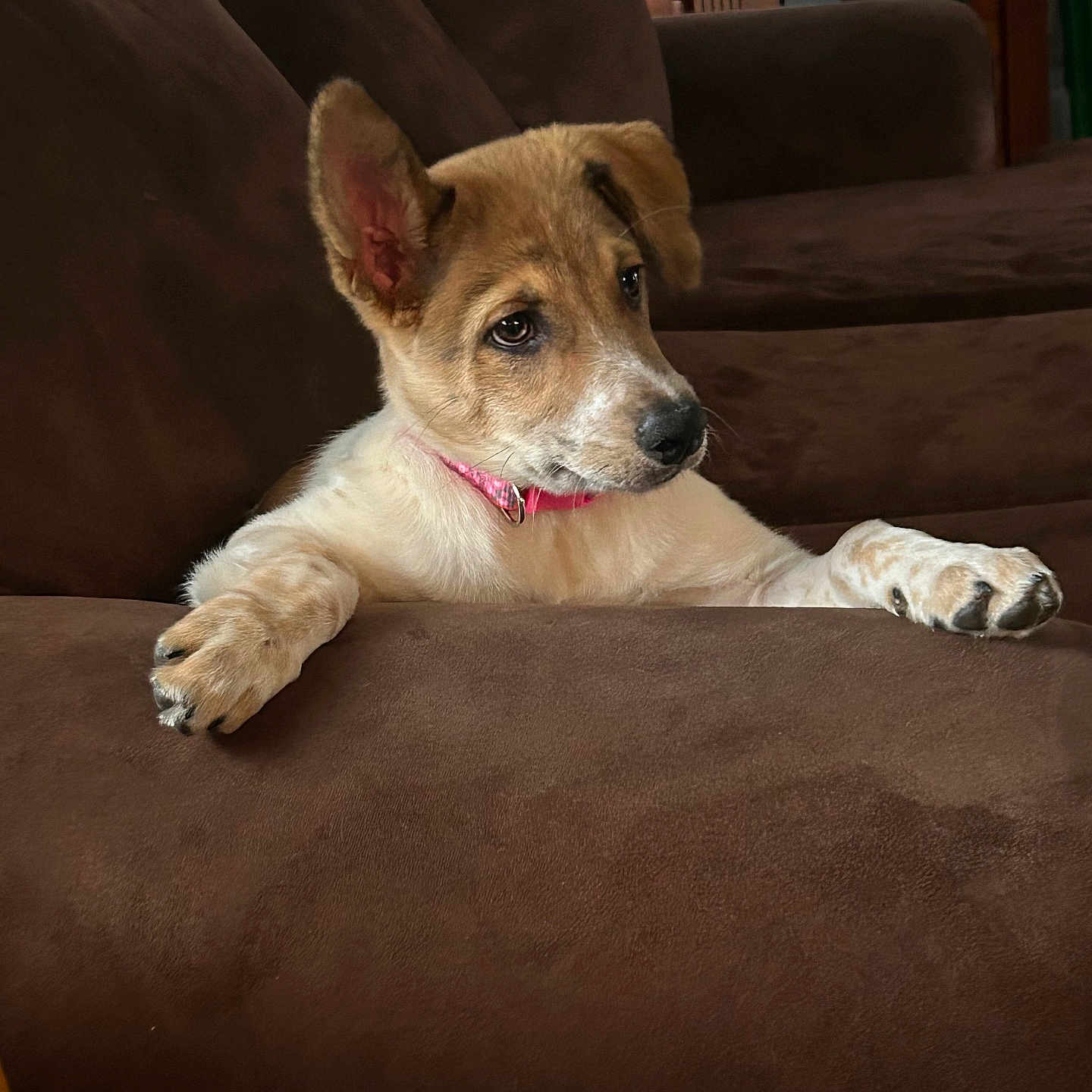 River is registered to the contest to win money with this photo: animal, brown_couch, companion, cozy, curious, cute, dog, ears, fur, furniture, home, indoor, looking_away, nose, paw, pet, pink_collar, puppy, sitting, young_dog