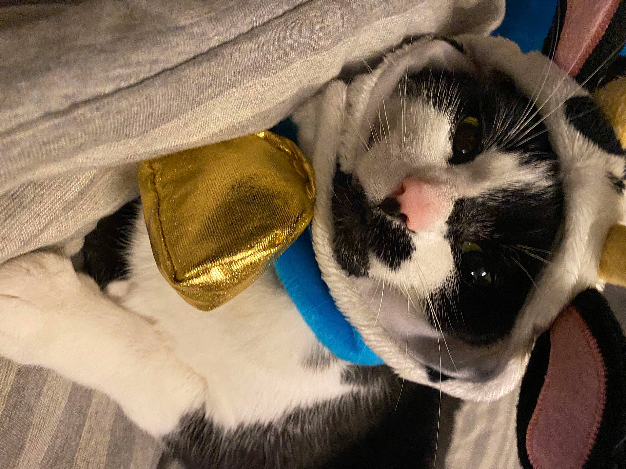 Chili joined the competition — help win amazing prizes! carnivore, cat, claw, close_up, comfort, dog_breed, domestic_short_haired_cat, electric_blue, fang, felidae, foot, fur, human_leg, paw, small_to_medium_sized_cats, snout, tail, terrestrial_animal, whiskers, wildlife