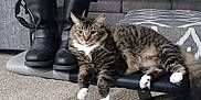 Kevin joined the competition — help win amazing prizes! cat, tabby_cat, boots, bench, living_room, couch, pillow, carpet, furniture, pet, indoor, relaxed, animal, paw, fur, black_boots, patterned_cushion, ottoman, resting, household