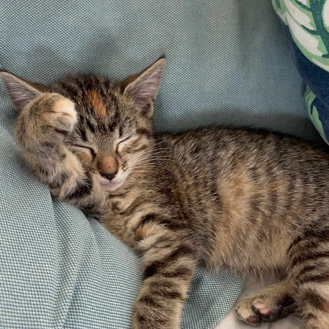 Belly