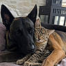 dog, cat, snuggling, couch, indoor, pet, animal, tabby_cat, canine, feline, sleeping, closeup, cozy, friendship, resting, cute, domestic, companion, relaxing, fur