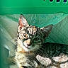 cat, kitten, tabby, pet_carrier, green, sunlight, shadow, fur, whiskers, ears, eyes, indoor, resting, cute, young, animal, portrait, closeup, relaxed, comfort
