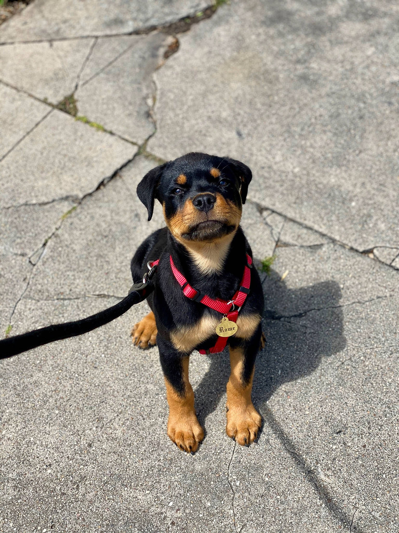 Rome is registered to the contest to win money with this photo: black_and_tan_terrier, canidae, carlin_pinscher, carnivore, collar, companion_dog, dog, dog_breed, german_pinscher, leash, mammal, miniature_pinscher, puppy, rare_breed_dog, rottweiler, snout, sporting_group, vertebrate, working_dog