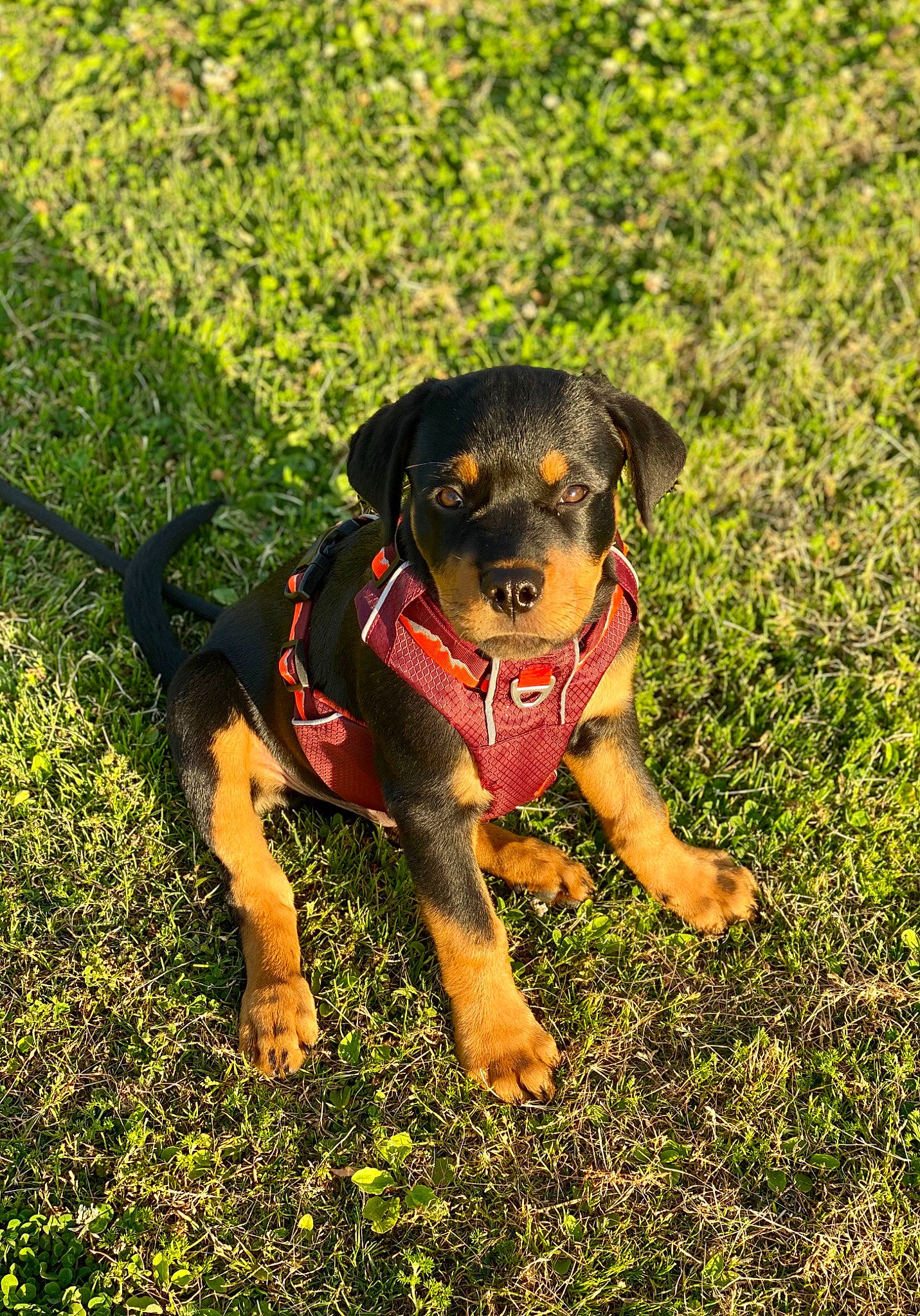 Rome joined the competition — help win amazing prizes! austrian_black_and_tan_hound, black_and_tan_terrier, canidae, carlin_pinscher, carnivore, dog, dog_breed, german_pinscher, grass, huntaway, hunting_dog, mammal, miniature_pinscher, puppy, rare_breed_dog, rottweiler, snout, sporting_group, vertebrate, working_dog