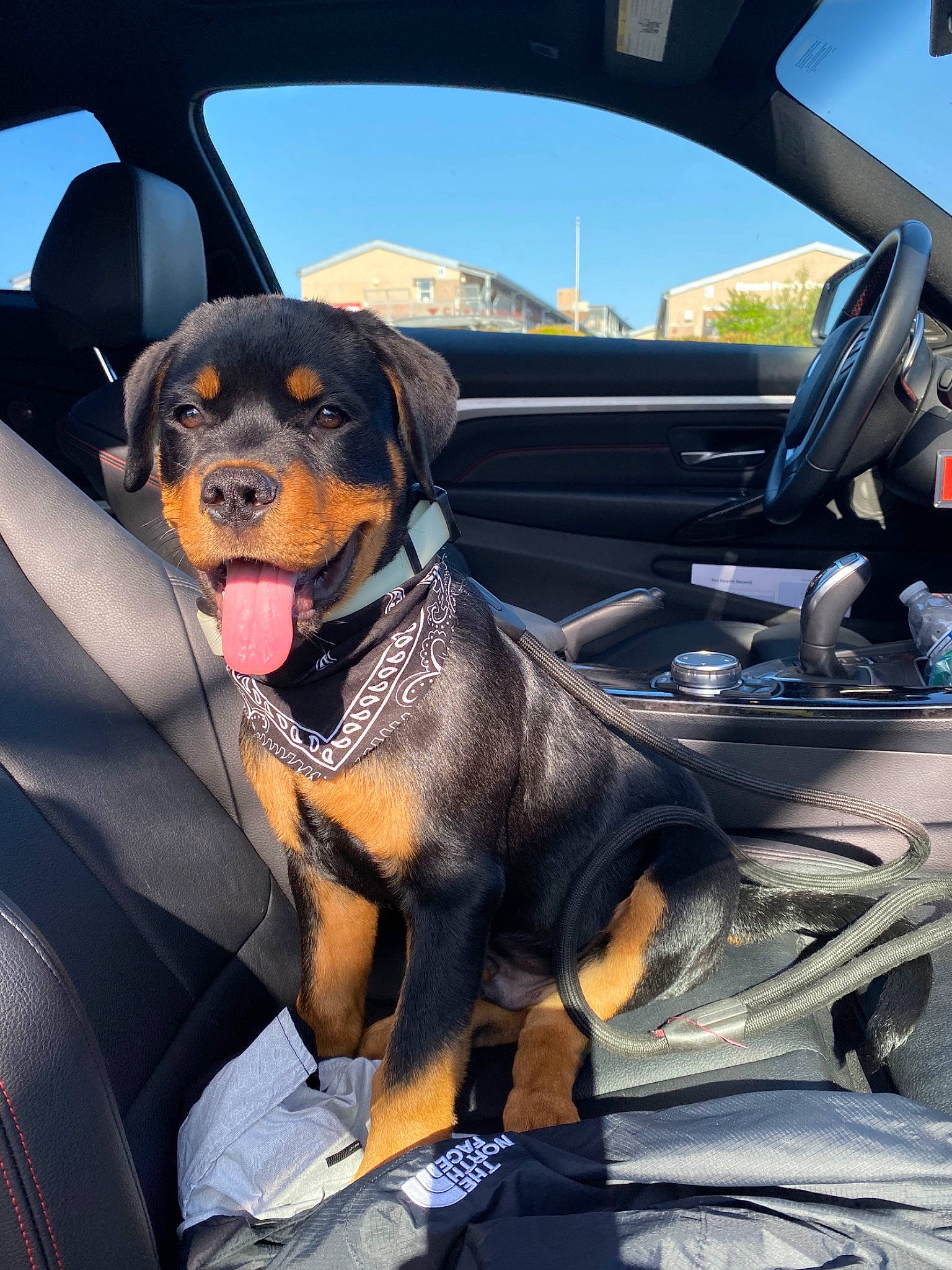 Rome joined the competition — help win amazing prizes! austrian_black_and_tan_hound, canidae, car, car_seat, carnivore, companion_dog, dog, dog_breed, guard_dog, huntaway, hunting_dog, mammal, pinscher, rottweiler, snout, sporting_group, vehicle, working_dog