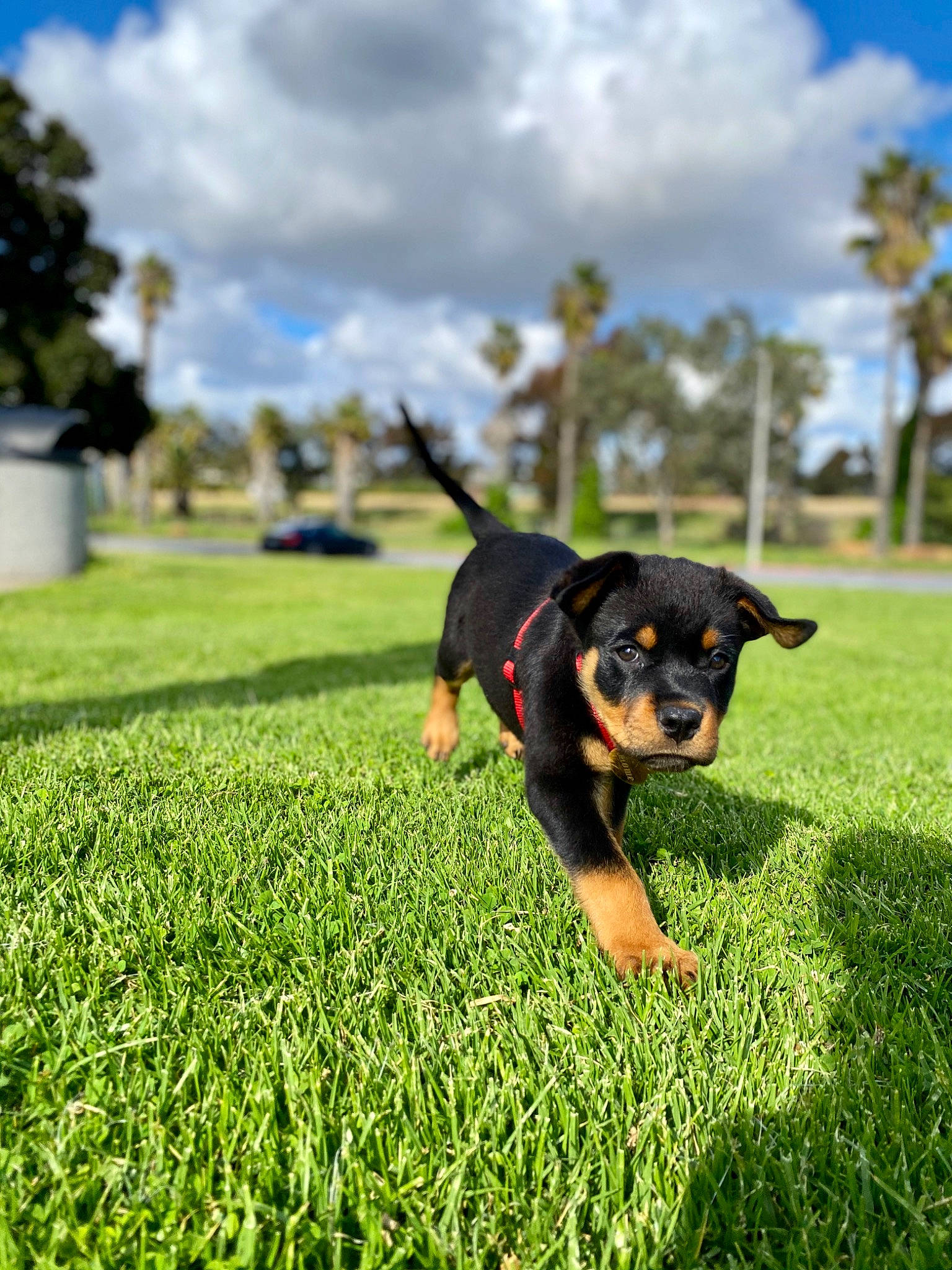 Rome joined the competition — help win amazing prizes! canidae, carnivore, dog, dog_breed, german_pinscher, grass, green, huntaway, hunting_dog, lawn, mammal, miniature_pinscher, pinscher, plant, puppy, rottweiler, sky, summer, vertebrate, working_dog