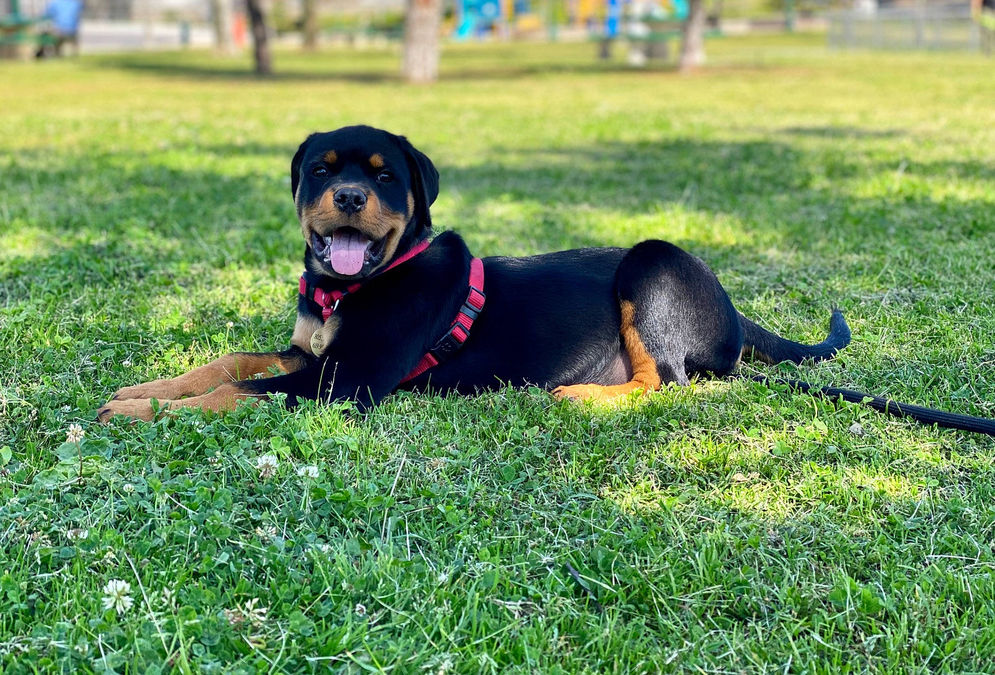 Rome joined the competition — help win amazing prizes! austrian_black_and_tan_hound, black_and_tan_terrier, canidae, carnivore, companion_dog, dog, dog_breed, entlebucher_mountain_dog, grass, huntaway, hunting_dog, mammal, puppy, rare_breed_dog, rottweiler, smaland_hound, transylvanian_hound, tyrolean_hound, vertebrate, working_dog
