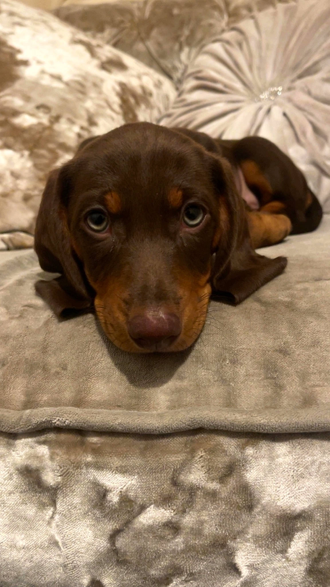 Simba is registered to the contest to win money with this photo: canidae, carnivore, companion_dog, dog, dog_breed, fawn, hunting_dog, liver, snout, sporting_group, whiskers, wood, working_animal