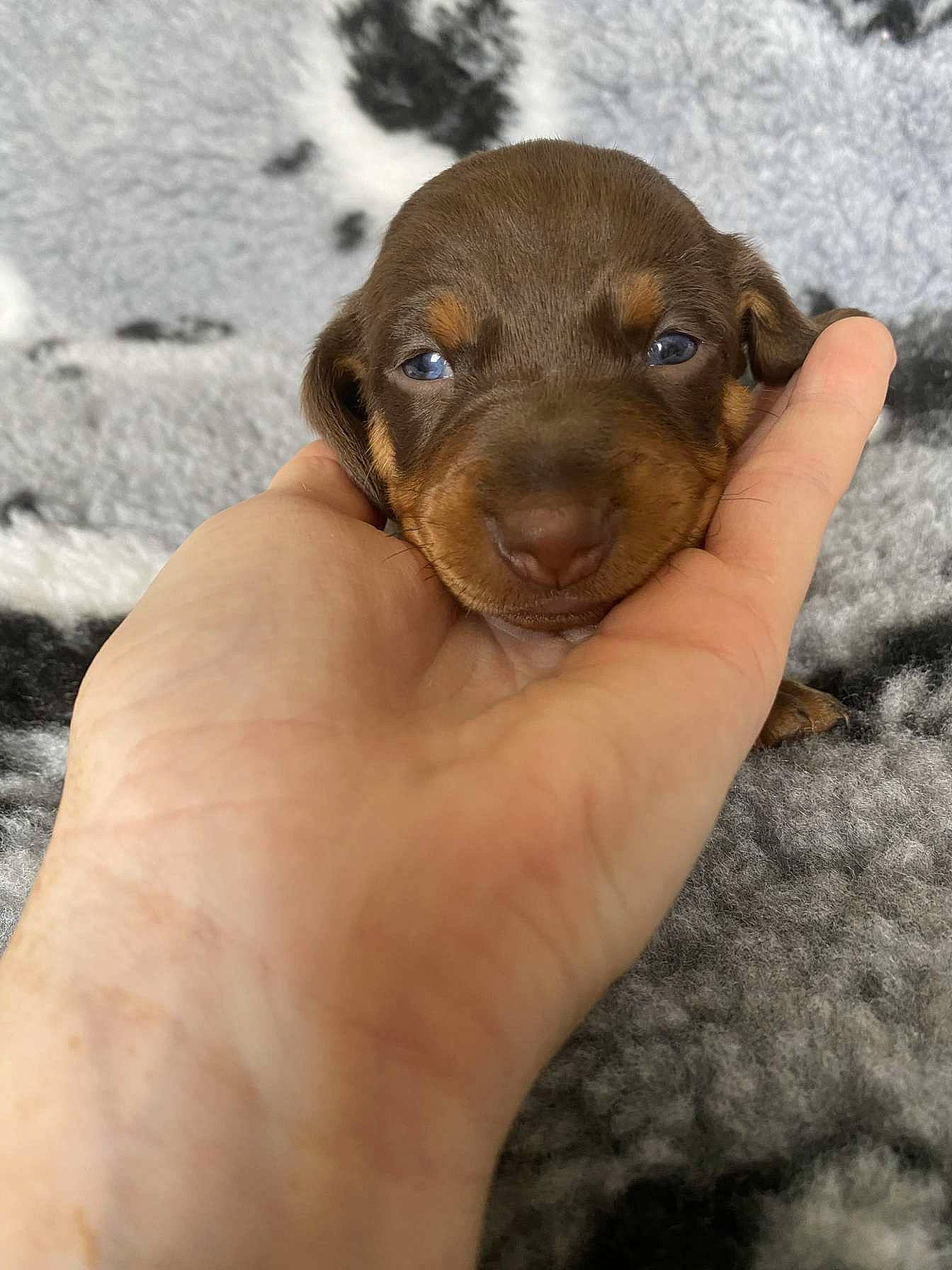 Simba is registered to the contest to win money with this photo: canidae, carnivore, companion_dog, dog, dog_breed, fawn, liver, nail, snout, sporting_group, terrestrial_animal, thumb, whiskers, working_animal