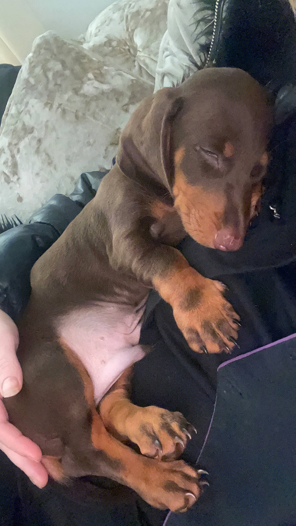 Simba is registered to the contest to win money with this photo: canidae, carnivore, comfort, companion_dog, dog, dog_breed, dog_supply, fawn, fur, guard_dog, hunting_dog, liver, paw, pet_supply, puppy, sitting, sporting_group, terrestrial_animal, whiskers, working_animal