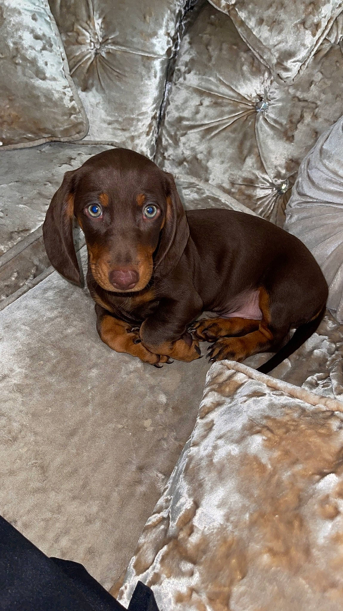 Simba joined the competition — help win amazing prizes! brown, canidae, carnivore, companion_dog, dog, dog_breed, fawn, gun_dog, hound, hunting_dog, liver, pet_supply, scent_hound, snout, sporting_group, whiskers, working_animal