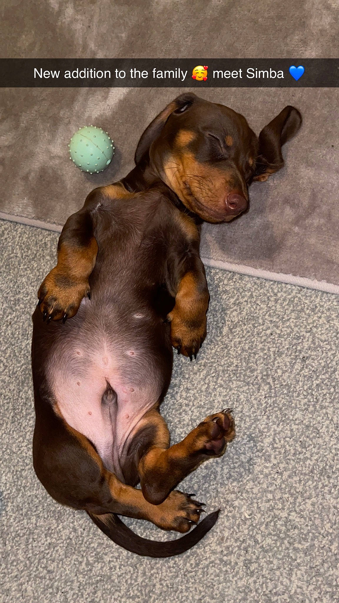 Simba is registered to the contest to win money with this photo: brown, canidae, carnivore, companion_dog, dog, dog_breed, dog_supply, fawn, hound, hunting_dog, liver, pet_supply, snout, sporting_group, terrestrial_animal, whiskers, working_animal