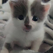 Shorty joined the competition — help win amazing prizes! kitten, cat, close_up, blurry, fur, white, gray, cute, animal, pet, young, soft, blanket, indoor, eyes, face, whiskers, small, fur_pattern, curious