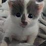 kitten, cat, close_up, blurry, fur, white, gray, cute, animal, pet, young, soft, blanket, indoor, eyes, face, whiskers, small, fur_pattern, curious