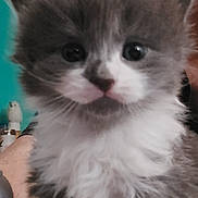 Fluffy Face joined the competition — help win amazing prizes! kitten, cat, close_up, gray, white, furry, pet, animal, cute, whiskers, face, indoor, young, fur, domestic, mammal, small, eyes, soft, portrait