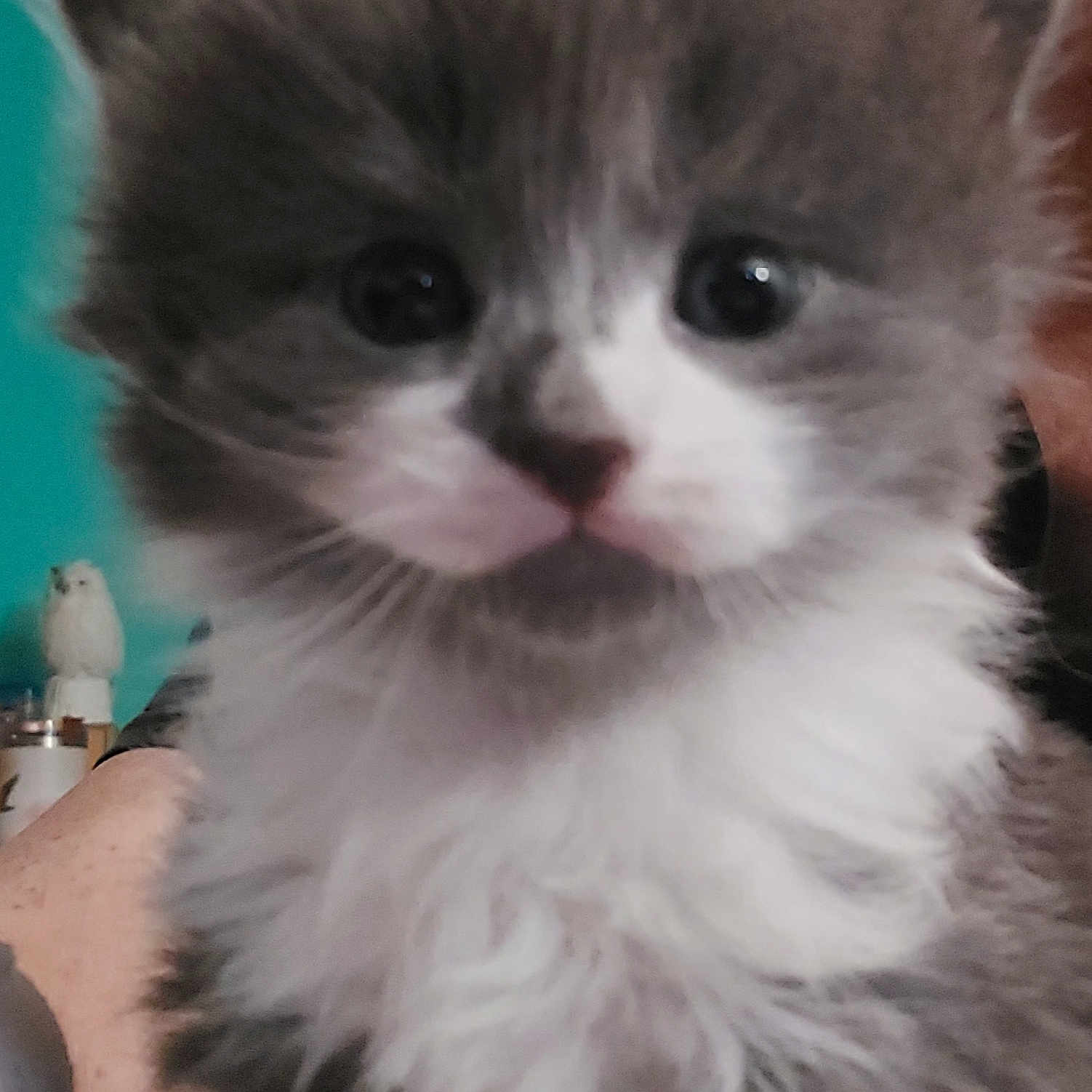 Fluffy Face joined the competition — help win amazing prizes! animal, cat, close_up, cute, domestic, eyes, face, fur, furry, gray, indoor, kitten, mammal, pet, portrait, small, soft, whiskers, white, young