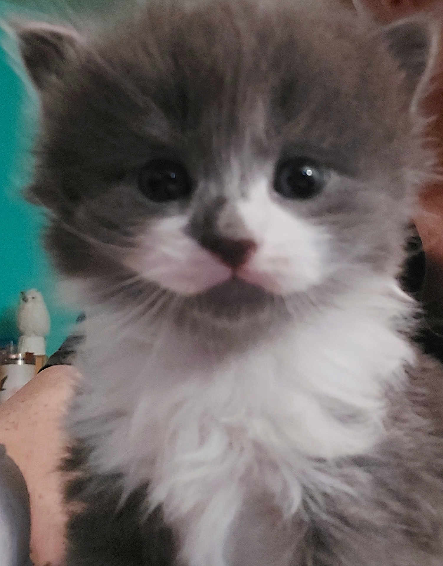 Fluffy Face joined the competition — help win amazing prizes! kitten, cat, close_up, gray, white, furry, pet, animal, cute, whiskers, face, indoor, young, fur, domestic, mammal, small, eyes, soft, portrait