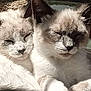 angora, animal, cat, kitten, manx, person, pet, siamese, sleeping