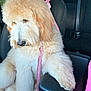 Buttercup joined the competition — help win amazing prizes! dog, goldendoodle, fluffy_dog, pet, car_interior, seat, seatbelt, leash, pink_leash, armrest, paw, portrait, sitting, golden_fur, groomed, canine, passenger, close_up, cozy, companion
