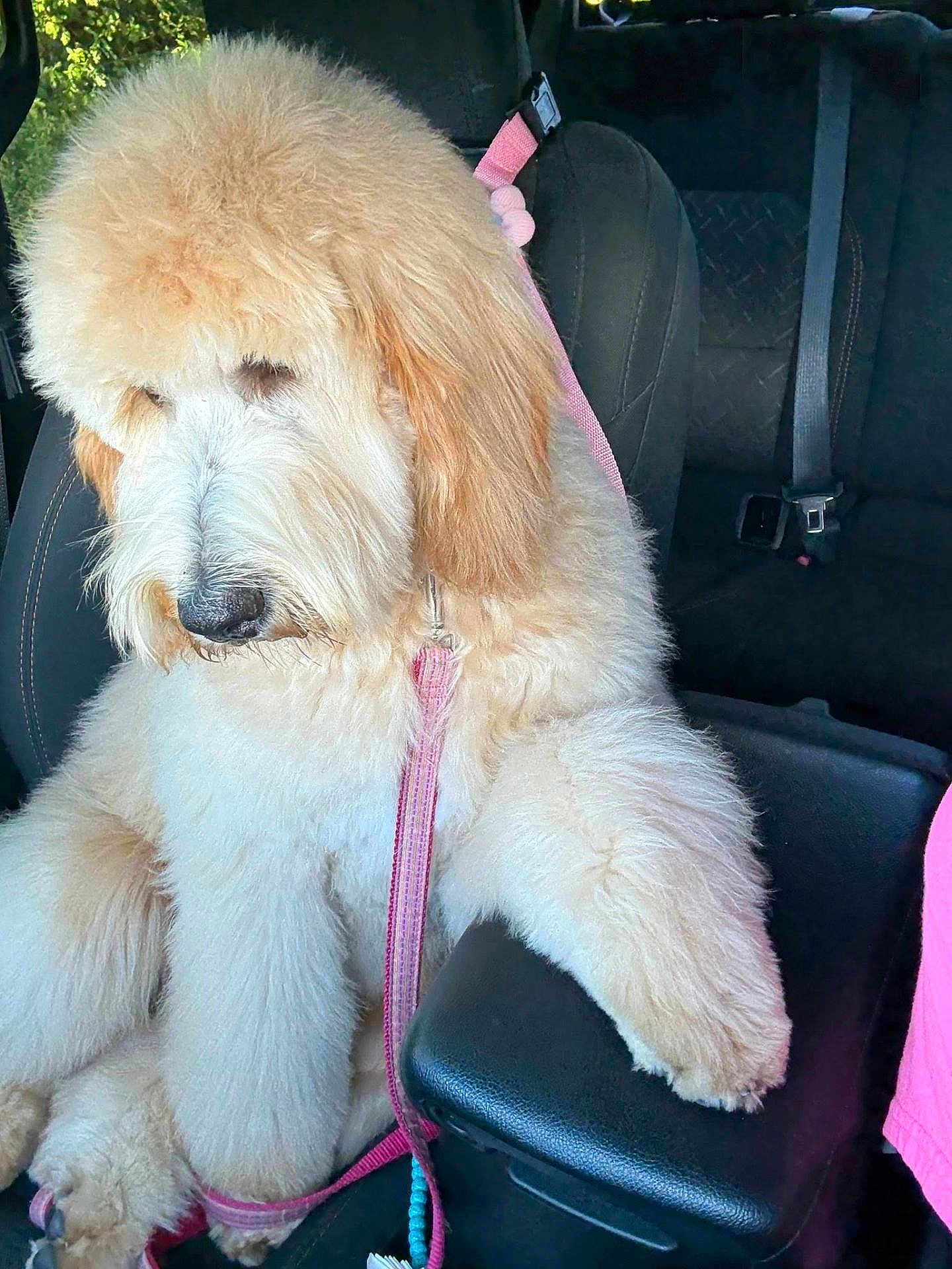 Buttercup joined the competition — help win amazing prizes! dog, goldendoodle, fluffy_dog, pet, car_interior, seat, seatbelt, leash, pink_leash, armrest, paw, portrait, sitting, golden_fur, groomed, canine, passenger, close_up, cozy, companion