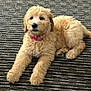 dog, puppy, golden_puppy, carpet, striped_rug, indoor, pet, fur, fluffy, cute, pink_collar, collar, paws, nose, eyes, laying, resting, mammal, companion, domestic_animal