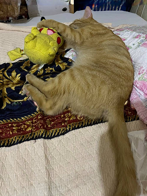 Pikatchu a rejoint le concours — aidez-le/la à gagner de superbes lots ! carnivore, cat, claw, comfort, domestic_short_haired_cat, fang, felidae, fur, linens, pattern, paw, room, small_to_medium_sized_cats, stuffed_toy, tail, teddy_bear, terrestrial_animal, toy, whiskers