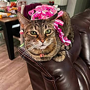 Noami joined the competition — help win amazing prizes! armrest, background, cat, chair, collar, curled_paw, domestic, feline, floor, green_eyes, home, indoor, leather_couch, pet, pink_ribbon, relaxed, ribbon, tabby_cat, table, whiskers